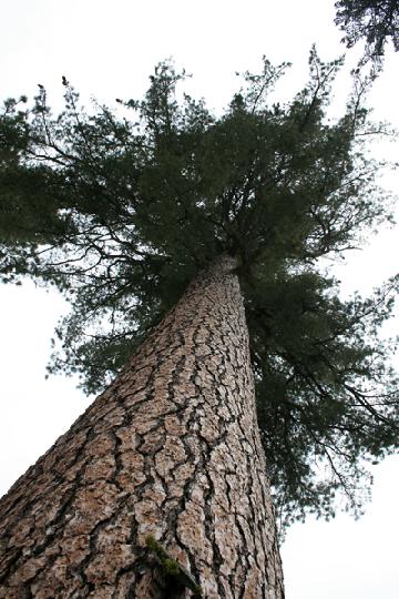 20-Sequoia 0029.JPG